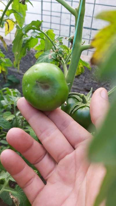 Deficiencia de calcio - Tomate