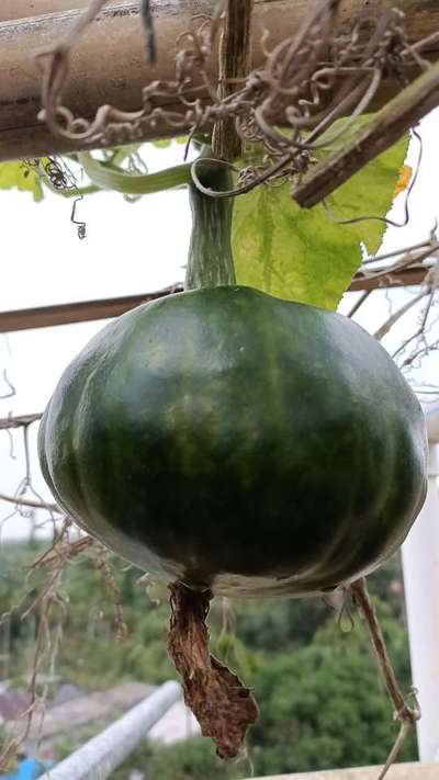 Gummy Stem Blight of Cucurbits - Pumpkin