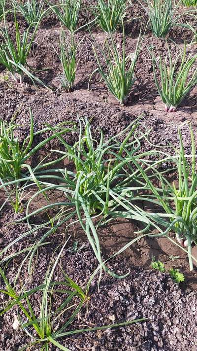 Boron Deficiency - Onion