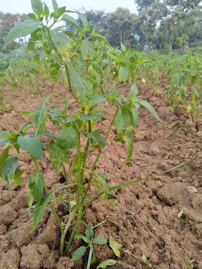 Early Blight - Capsicum & Chilli