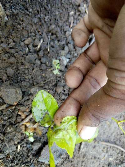 Tobacco Caterpillar - Citrus