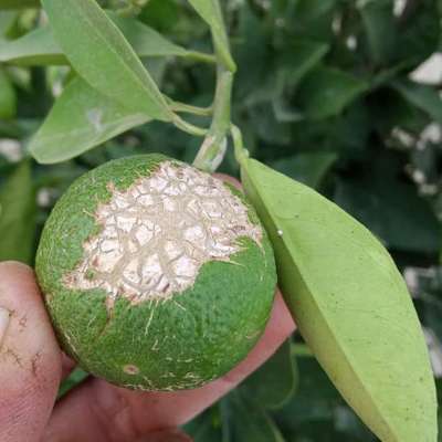 Wind Damage on Citrus - Citrus