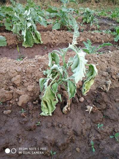 Bacterial Wilt - Brinjal