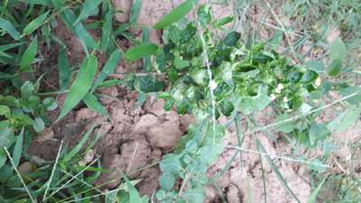 Chilli Leaf Curl Virus - Tomato