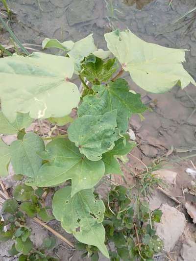 Leaf Miner Flies - Cotton