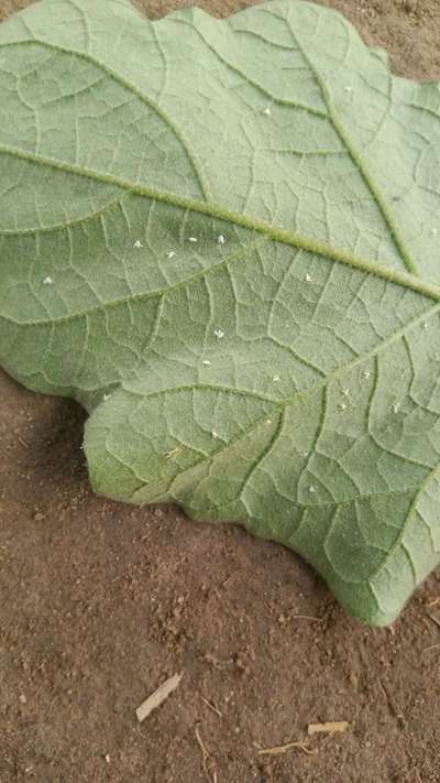 Whiteflies - Brinjal