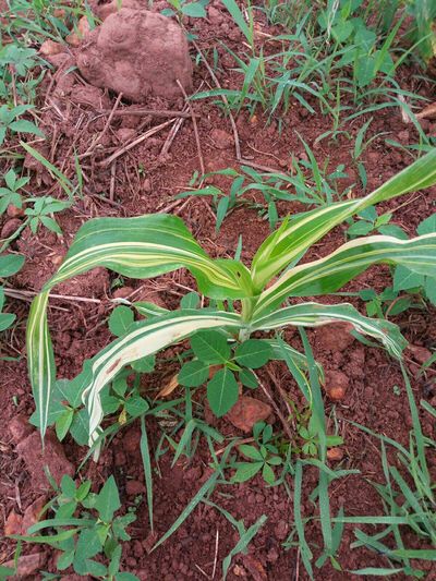 Magnesium Deficiency - Maize