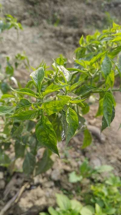 Mealybug - Capsicum & Chilli