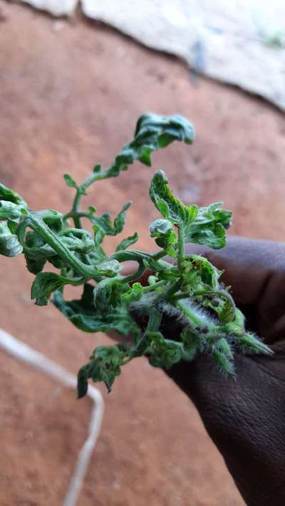 Boron Deficiency - Tomato