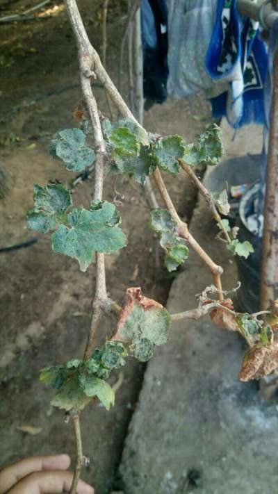 Spider Mites - Grape