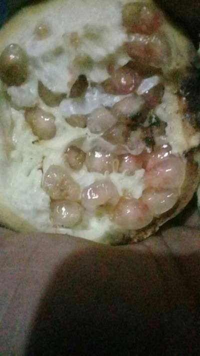 ফলের পচন রোগ - ডালিম