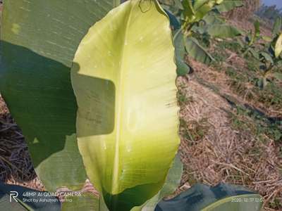 Sulfur Deficiency - Banana