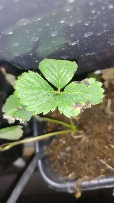 What's wrong with my strawberry plants?