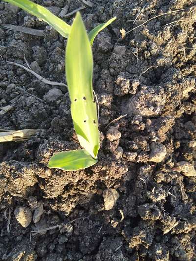 Nitrogen Deficiency - Maize