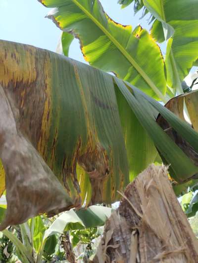 হলুদ ও কালো সিগাটোকা রোগ - কলা