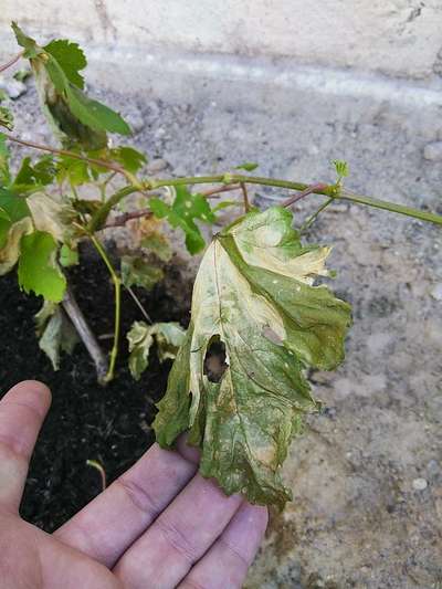 Pesticide Burn - Grape