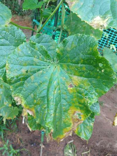 Potassium Deficiency - Cucumber