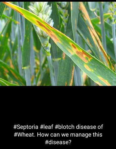 Septoria Tritici Blotch - Wheat