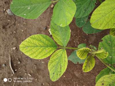 Iron Deficiency - Soybean