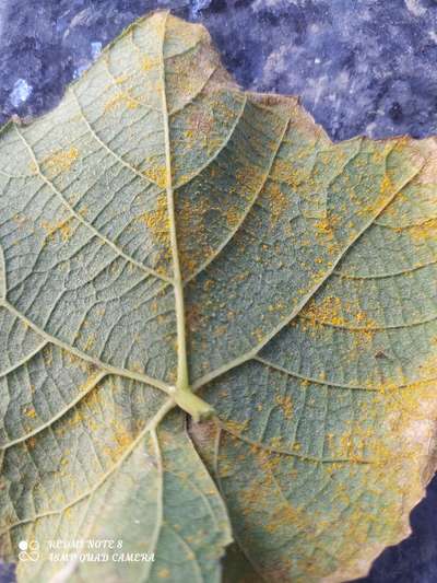 Grape Rust - ದ್ರಾಕ್ಷಿ