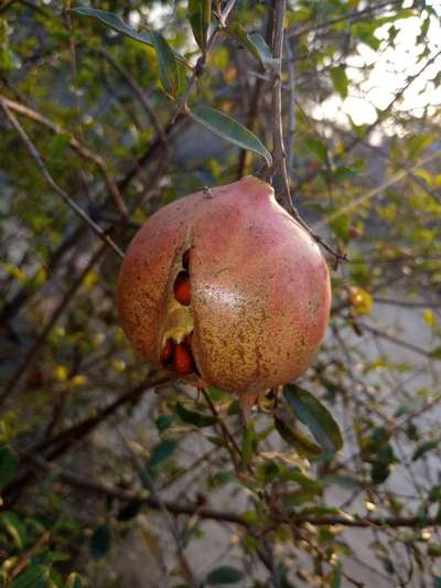 Boron Deficiency - Pomegranate