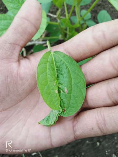 Bean Leafroller - Soybean