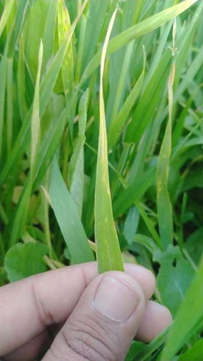 Aphids - Wheat