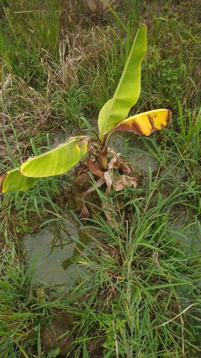 Banana Xanthomonas Wilt - Banana