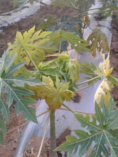 Magnesium Deficiency - Papaya