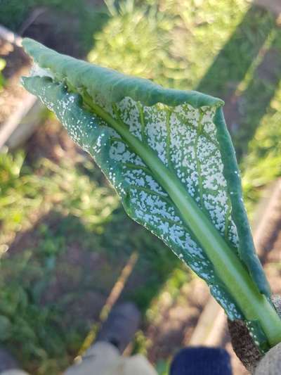 Mealybug - Cabbage