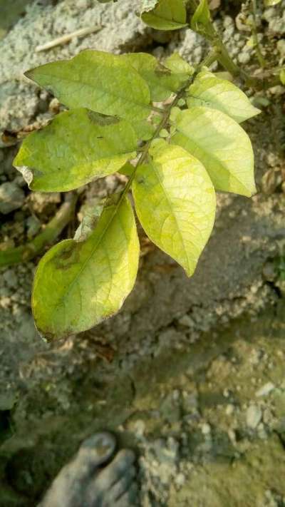 Iron Deficiency - Potato