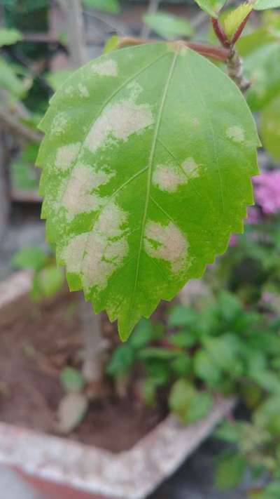 Downy Mildew of Grape - Grape