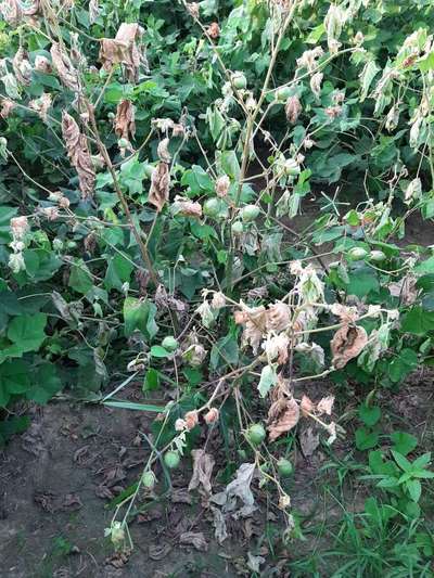 Fusarium Wilt - Cotton