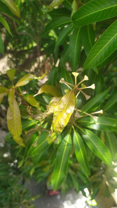 Mango Nut Weevil - Mango