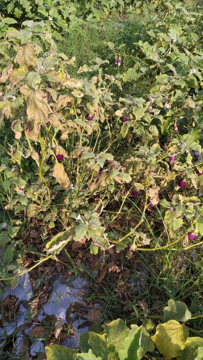 Verticillium Wilt - Brinjal