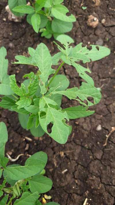 Tobacco Caterpillar - Soybean