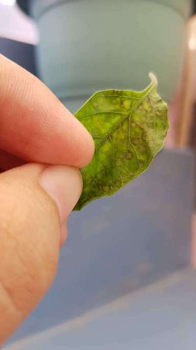 Chilli Cercospora Leaf Spot - Capsicum & Chilli