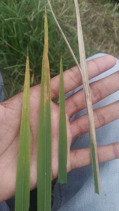 Bacterial Leaf Streak - Rice