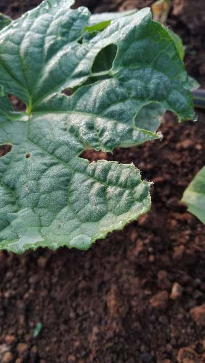 Flea Beetles - Zucchini