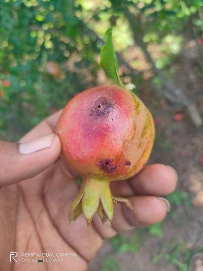 डाळिंबाची फळे पोखरणारा अळी - डाळिंब