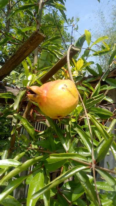 মেডিটারেনিয়ান মাছি পোকা - ডালিম