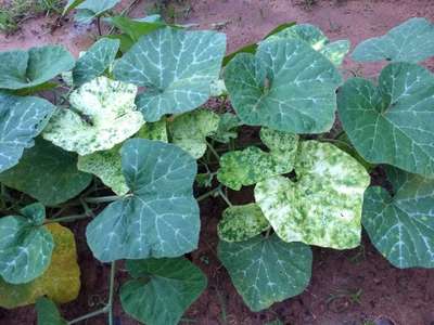 Cucumber Mosaic Virus - Pumpkin