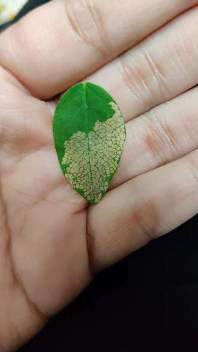 Leaf Miner Flies - Pigeon Pea & Red Gram