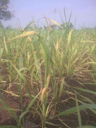 Sulfur Deficiency - Wheat