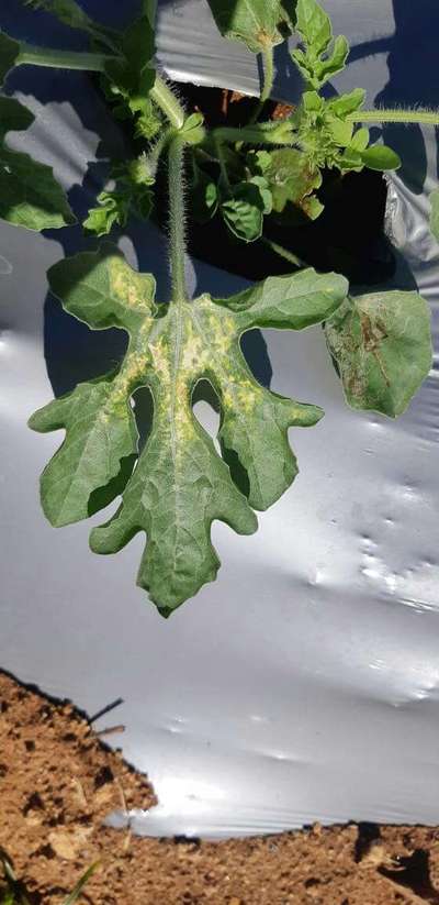 Downy Mildew of Cucurbits - Melon