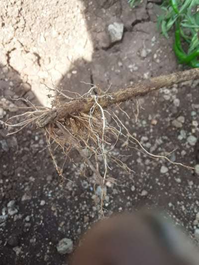 Fusarium Stem Rot - Capsicum & Chilli