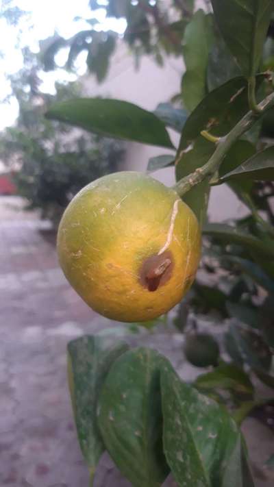 Mediterranean Fruit Fly - Citrus
