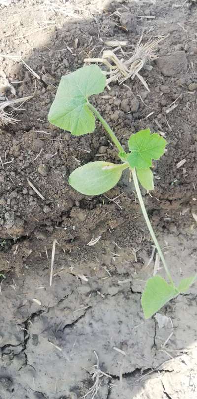 Leaf Miner Flies - Zucchini