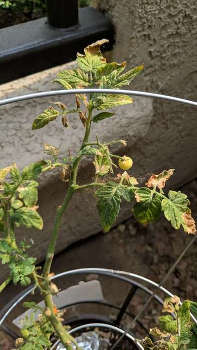 Spider Mites - Tomato