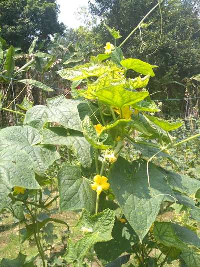 Spider Mites - Cucumber